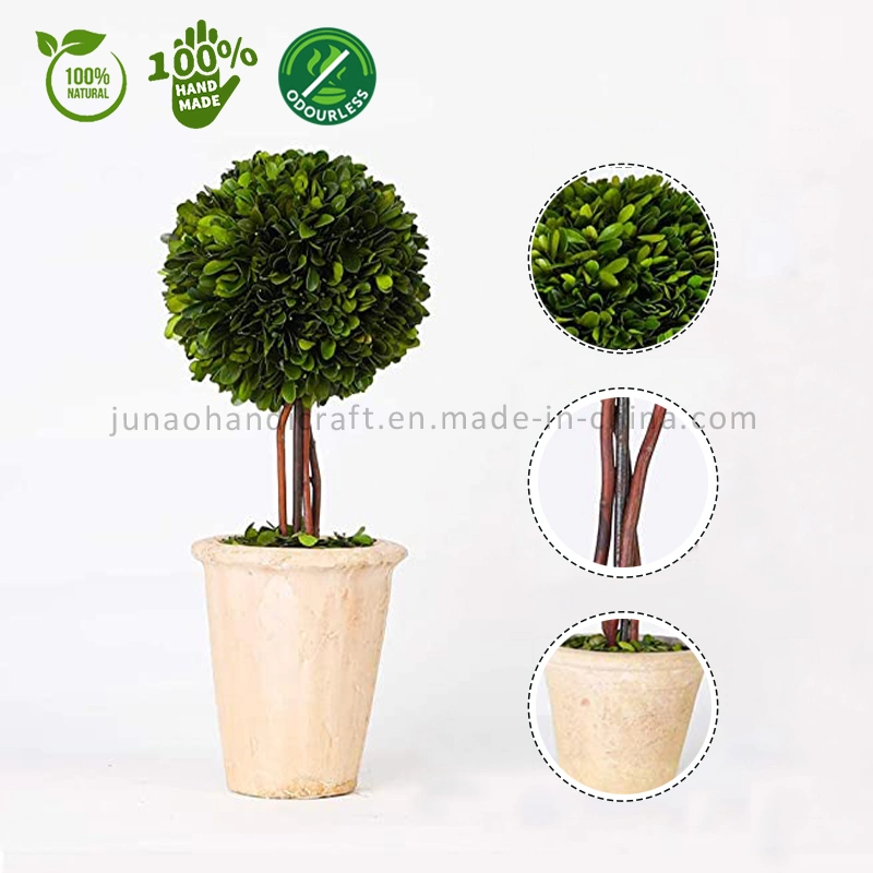 100% Natural Preserved Boxwood Topiary Bonsai Modern Home Floral Greenery